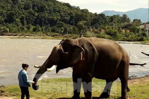 Clip đoạt giải nhất cuộc thi giới thiệu về cà phê Buôn Ma Thuột có gì đặc biệt?