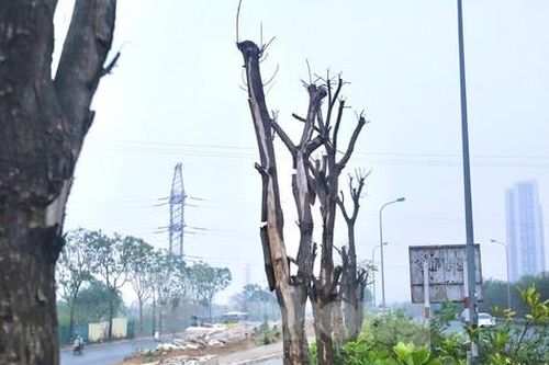 Loạt cây xanh trụi lá, chết khô bên công trường ở Đại lộ Thăng Long