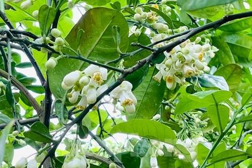 Hoa bưởi Diễn ngát hương và khoe sắc nở trắng xóa một góc trời Thủ đô