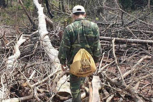 Phá rừng tự nhiên, bốn người dân Làng Cát bị phạt hơn nửa tỷ đồng
