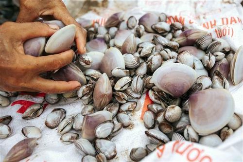 Trà Vinh: Giá ngao thương phẩm đầu vụ được thu mua ở mức cao
