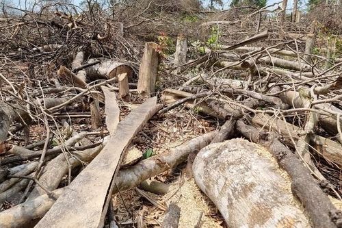 Quảng Trị: Phá rừng, 7 người dân bị xử phạt hơn 787 triệu đồng