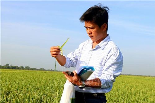 Nghiên cứu phục tráng các giống lúa mùa đặc sản