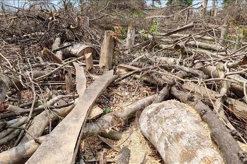 Bảy người bị xử phạt hơn 787 triệu đồng về hành vi phá rừng trái pháp luật