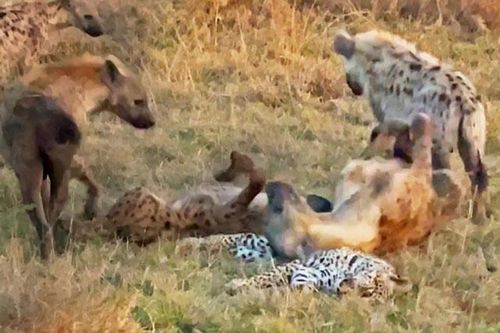 Clip: Bầy linh cẩu lăn qua lăn lại trên xác một con báo