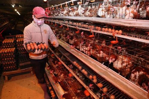 Giải cứu trứng gà: Chiêu trò của các thương lái?