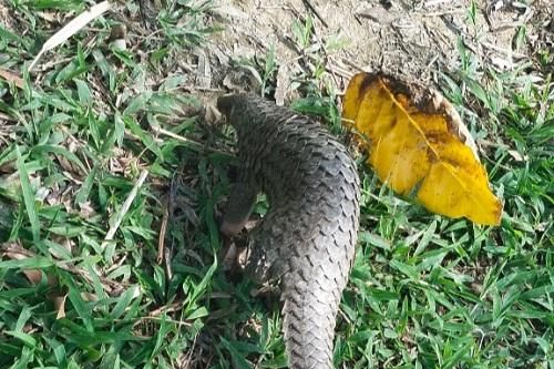 Cà Mau: Một cá thể tê tê Java được thả về rừng