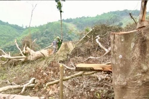 Quảng Bình: Gần 6ha rừng tự nhiên bị chặt phá nghiêm trọng
