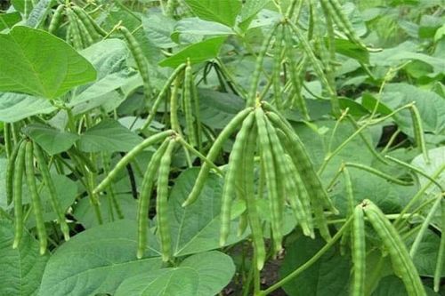 Lộc độ - Một thời để nhớ!