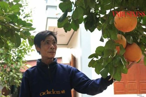 Trồng bưởi sạch, bán 'đắt như tôm tươi'
