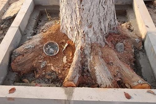 Tự ý chặt bỏ rễ cây, đơn vị thi công vỉa hè bị phạt 40 triệu đồng