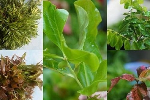 Sức hút từ 'thế giới' rau rừng Núi Cấm