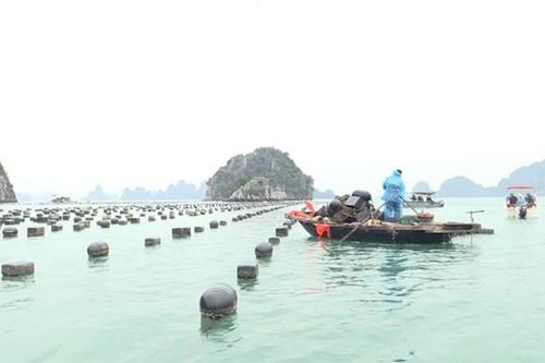Quảng Ninh: Chuẩn bị cưỡng chế các công trình nuôi trồng thủy sản trái phép trên vịnh Hạ Long