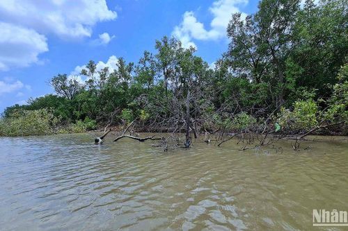 Cà Mau mất hơn 5.200ha rừng vì sạt lở