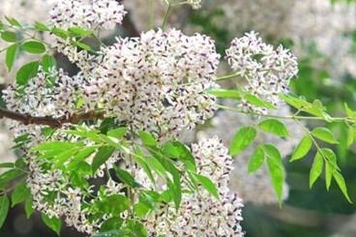 Sắc hoa nỗi nhớ