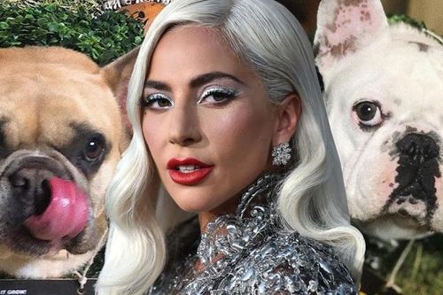 Lady Gaga bị đồng phạm của kẻ trộm chó... kiện vì không trả tiền treo thưởng