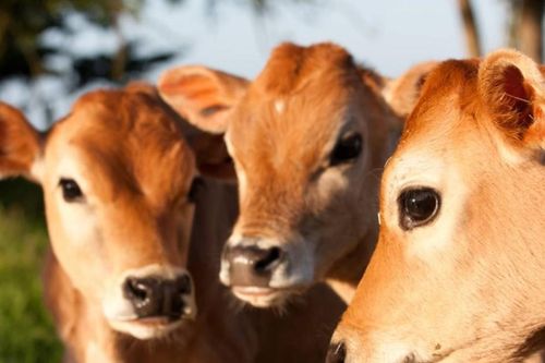 Kỳ án đưa bò đi giám định gen và chia cá dưới ao