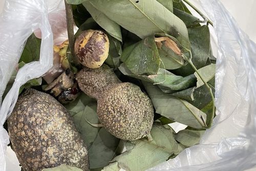 'Nhận diện' loại quả dùng làm thuốc trừ sâu khiến người đàn ông suýt chết