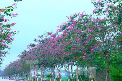 Xao xuyến con đường hoa ban tím nở rộ trên quê Bác