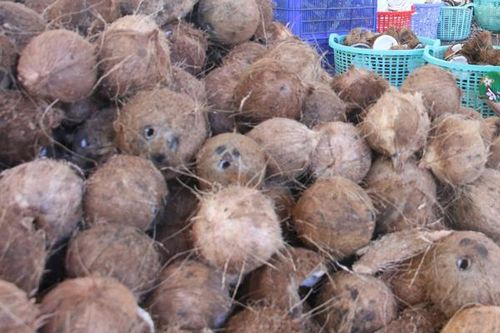 Giá dừa khô tại Trà Vinh tăng trở lại