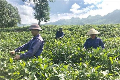 Nông nghiệp Lào Cai: Ít hơn để được nhiều hơn