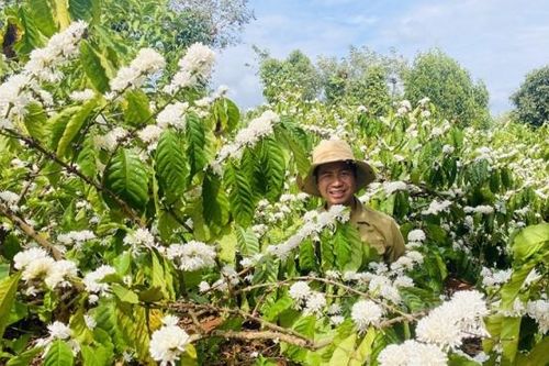Nồng nàn hương sắc hoa cà phê vùng đất Tây Nguyên