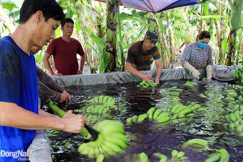 Cần sản xuất sạch và đa dạng thị trường xuất khẩu