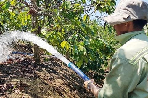 Nhiều triển vọng mùa cà phê tăng giá mạnh