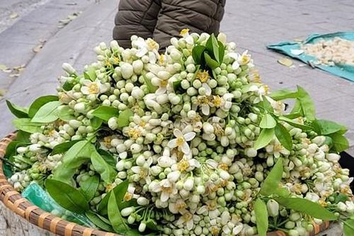 Hoa bưởi đắt ngang hoa nhập ngoại, có giá nửa triệu đồng/kg vẫn đắt hàng