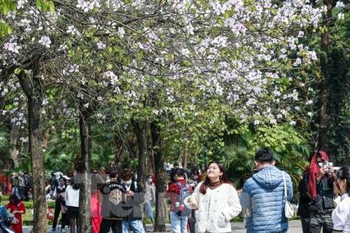 Cuối tuần, đông nghẹt người chen chân chụp ảnh với hoa ban Tây Bắc