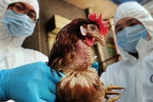 Kiểm soát chặt nguy cơ xâm nhập cúm gia cầm H5N1 vào nước ta