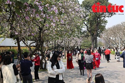 Người dân Thủ đô đổ xô chụp ảnh mùa hoa ban