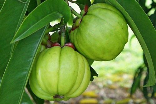 5 loại thảo mộc cực kỳ hiệu quả để giảm cân và đốt cháy chất béo