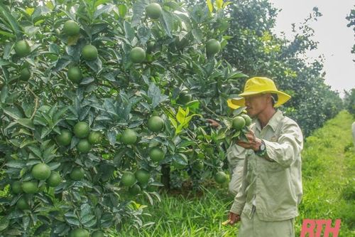Xây dựng nhãn hiệu, thương hiệu cho cây ăn quả