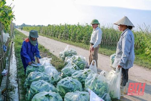 Mở rộng diện tích liên kết sản xuất, bao tiêu sản phẩm