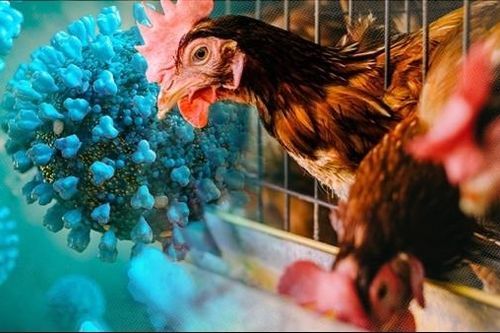 TP Hồ Chí Minh khẩn trương lên kế hoạch phòng, chống dịch cúm A (H5N1)