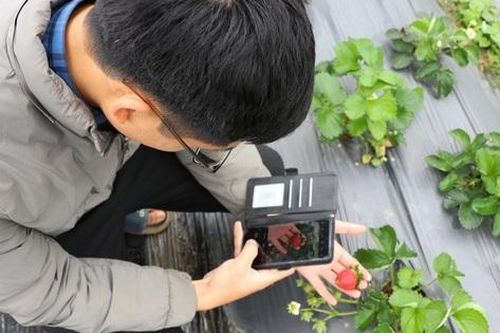 Trồng cây 'quý tộc' ở bãi bồi, bán một quả bé xíu bằng giá 2-3 bắp cải