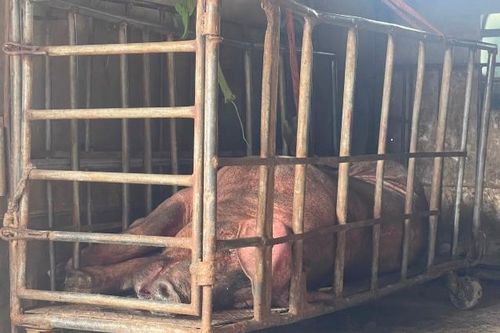 Bị 'tóm' khi đang vận chuyển lợn nái đã chết, đang trong quá trình phân hủy đi bán