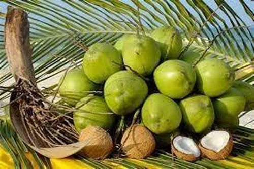 Khi trái dừa tìm được chỗ đứng 'chuẩn'