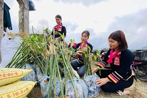 'Lũy tre biên thùy' – Xanh thắm niềm tin yêu!