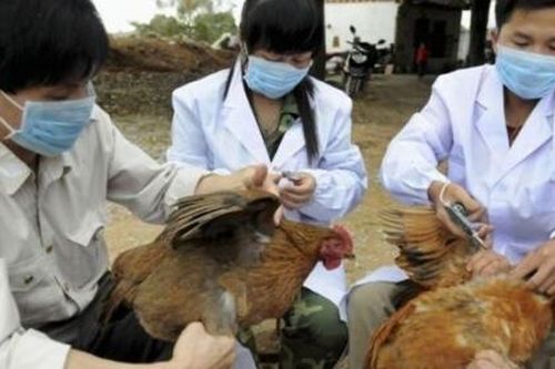TP. HCM chỉ đạo khẩn ngăn lây lan bệnh cúm gia cầm H5N1