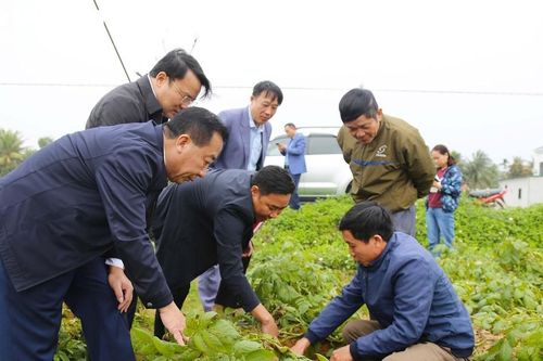 Phó Chủ tịch UBND tỉnh kiểm tra sản xuất nông nghiệp tại Diễn Châu