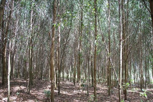Doanh nghiệp tự ý chuyển đổi hơn 100 ha đất trồng cao su sang keo lai