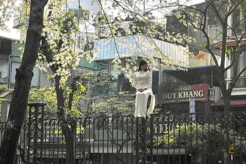 'Độc lạ Hà Nội' thiếu nữ leo lên trụ cao để chụp ảnh với hoa sưa
