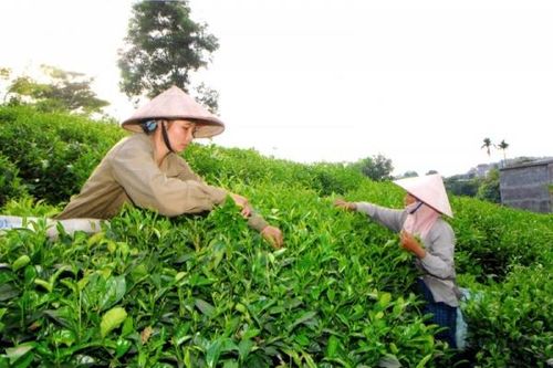 Xây dựng chè Thái Nguyên thành thương hiệu quốc gia