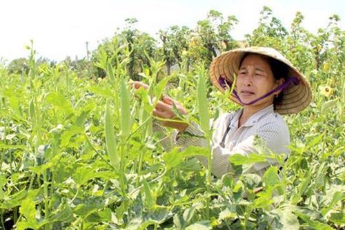 EU siết chặt quy định với hàng nhập khẩu, doanh nghiệp Việt Nam cần có sự chuẩn bị sớm
