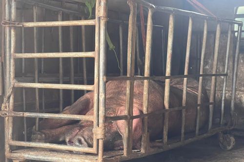 Hưng Yên: Ngăn chặn kịp thời lợn nái đã chết, biến đổi màu sắc đang trên đường tiêu thụ