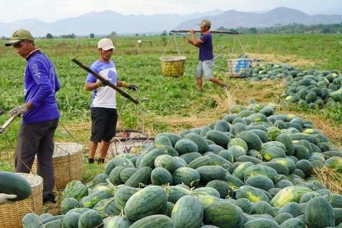 Giá dưa hấu tăng vọt, nông dân Gia Lai bội thu