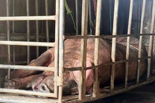 Đang tâm chở lợn chết đã tím tái đi tiêu thụ, thương lái nhận án phạt đích đáng, nhớ đời