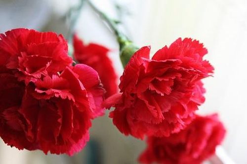 Ngày Thầy thuốc ở các nước trên thế giới